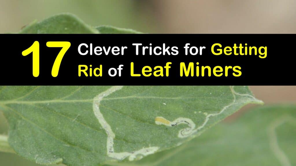 How to Get Rid of Leaf Miners titleimg1