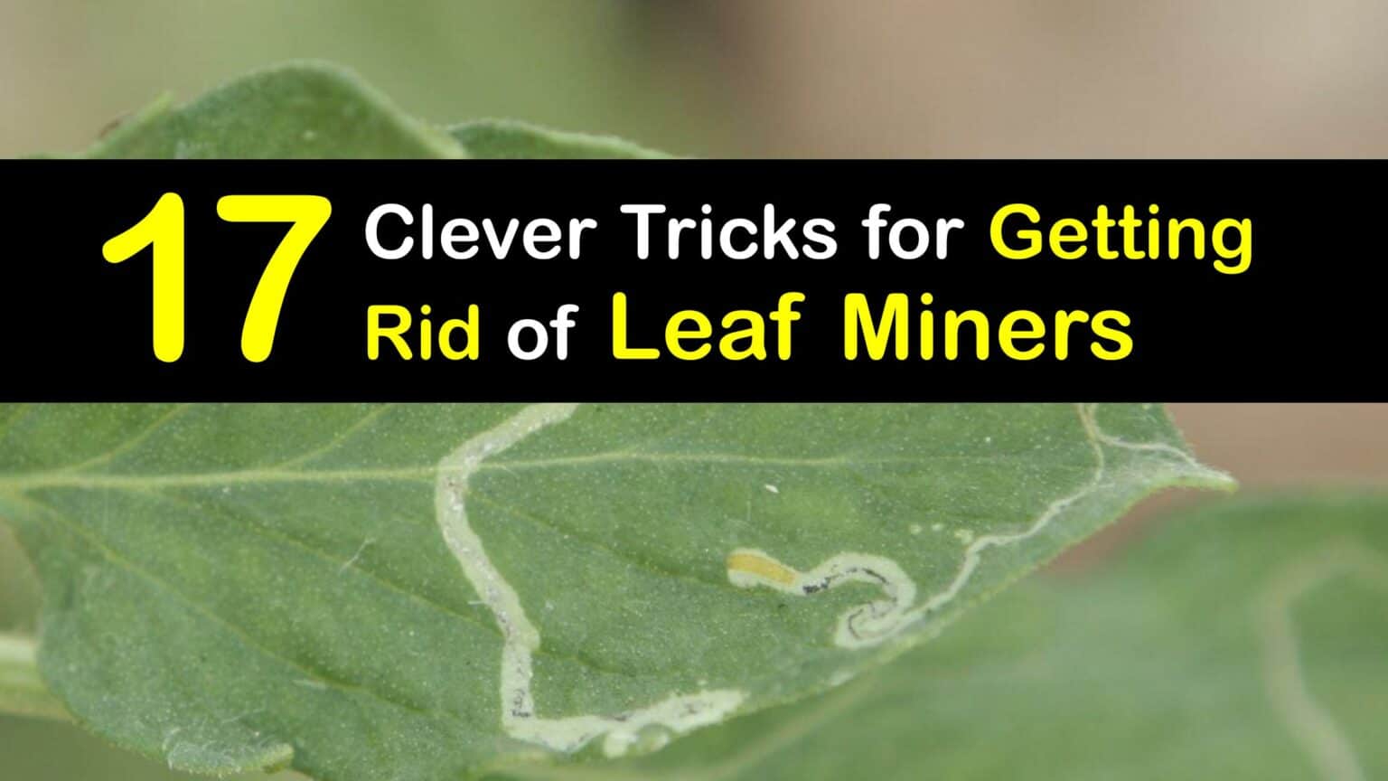 Get Rid of Leaf Miners Incredible Tips to Kill Leaf Miners