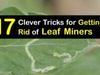 How to Get Rid of Leaf Miners titleimg1