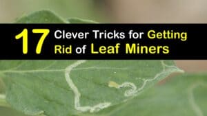 How to Get Rid of Leaf Miners titleimg1