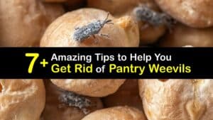 how to get rid of pantry weevils titleimg1