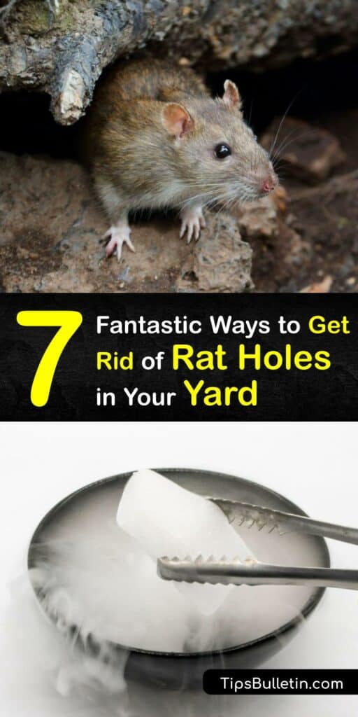 Burrowing rats leave rat holes in your yard, compost pile, and garden beds. A rat burrow is a sign to begin rat control immediately. Tackle a roof rat infestation with a live rodent trap, dry ice, or by filling in burrows with steel wool. #get #rid #rat #holes #yard