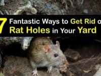 How to Get Rid of Rat Holes in the Yard titleimg1