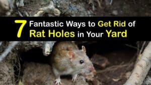 How to Get Rid of Rat Holes in the Yard titleimg1