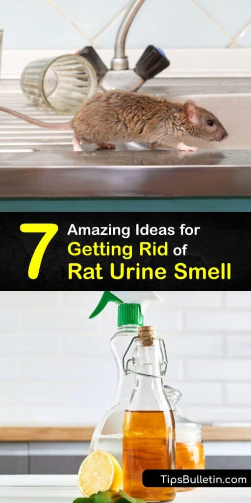 A rat infestation leaves behind a lingering rat urine odor in your home or garage. Eliminate rat or mouse urine smell with DIY ideas to eliminate urine odor. Use baking soda, oxygen bleach white vinegar, and more to oust rodent odor quickly. #get #rid #rat #urine #smell