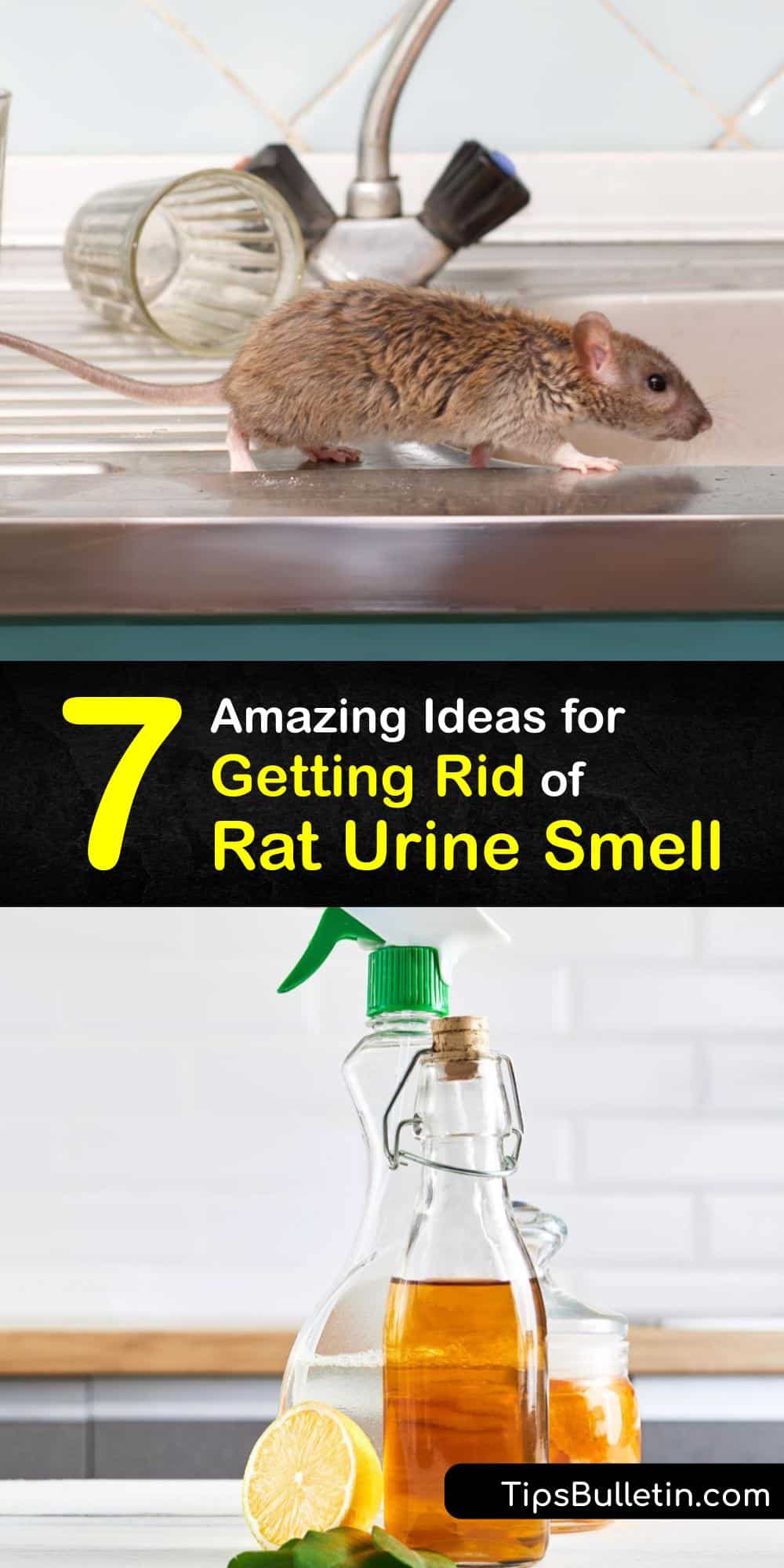 Eliminate Rat Urine Odor Guide to Getting Rid of Rat Pee Smell