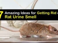 How to Get Rid of Rat Urine Smell titleimg1