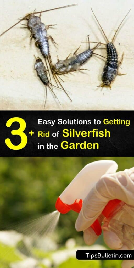 Discover ways to eliminate silverfish bugs outside and prevent silverfish from infesting your plants. The silverfish insect is a common garden pest. It’s easy to control with baking soda, diatomaceous earth, and other organic pest control methods. #howto #getridof #silverfish #garden