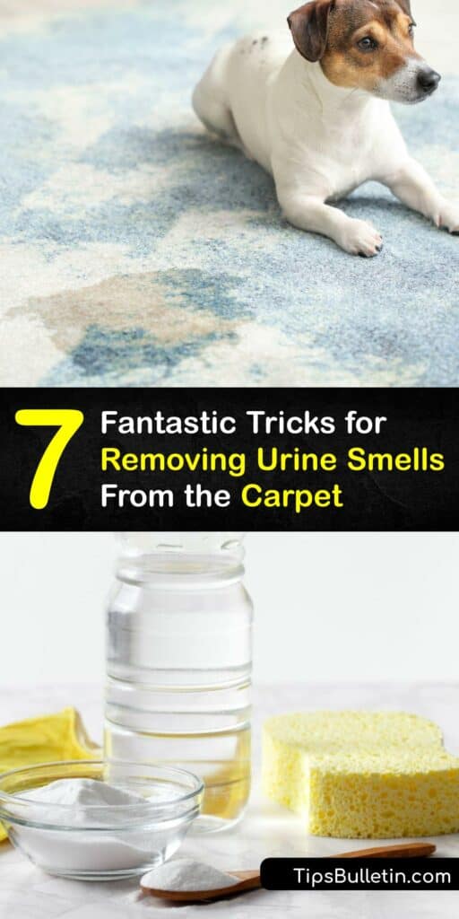 The smell of human, cat urine, or dog urine in your carpet is embarrassing. Discover simple ways to remove a urine stain to tackle the smell of dog pee and pet odor. Use baking soda to absorb urine smell, or wash away urine odor with a carpet cleaner or DIY spray. #urine #smell #out #carpet