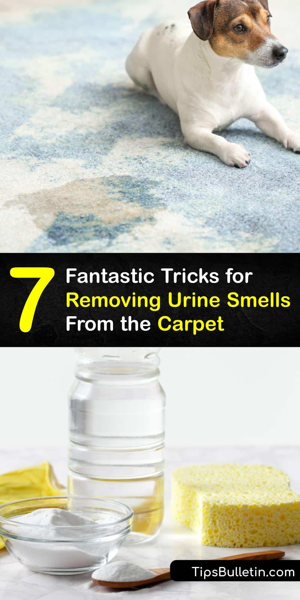 Clean Up Carpet Pee Ways to Get Rid of Urine Smell in Carpeting