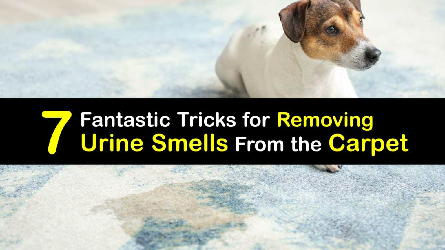 Clean Up Carpet Pee Ways to Get Rid of Urine Smell in Carpeting