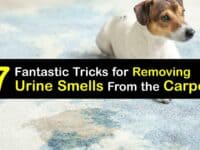 How to Get Urine Smell Out of the Carpet titleimg1