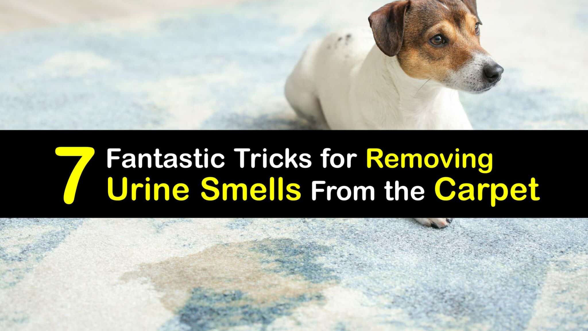 Clean Up Carpet Pee Ways to Get Rid of Urine Smell in Carpeting