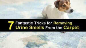 How to Get Urine Smell Out of the Carpet titleimg1