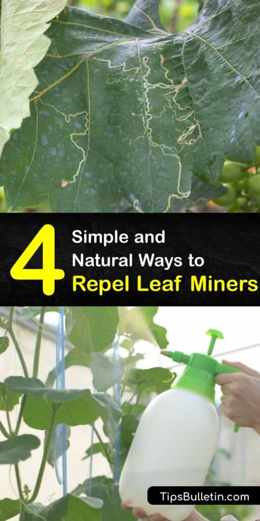 Leaf miner damage is serious business - we could all use a few tips to keep the leaf miner larvae population down this season. Learn how to save your citrus tree with a clever trap crop and make your own leaf miner larva repellent with our simple tutorials. #repel #leaf #miners
