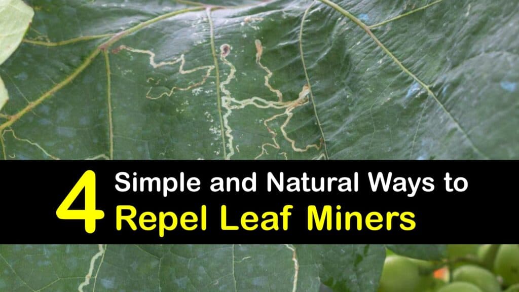 How to Keep Leaf Miners Away titleimg1