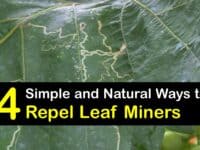 How to Keep Leaf Miners Away titleimg1