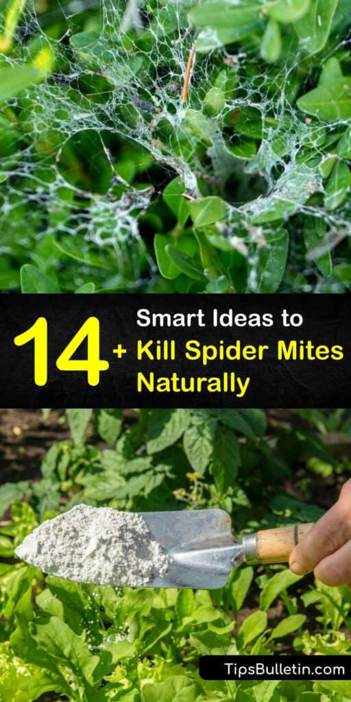 Discover ways to eliminate the red spider mite on an outdoor or indoor plant and prevent a spider mite infestation. Insecticidal soap, Neem oil, and diatomaceous earth are effective as a natural spider mite killer and safe to apply to the plant leaf. #how #eliminate #spider #mites