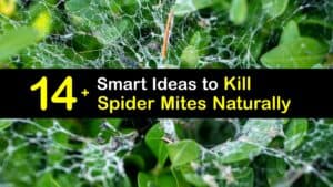 How to Kill Spider Mites titleimg1