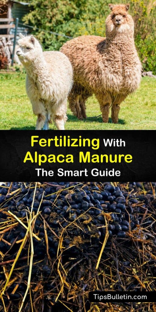 When you think of using animal manure tea or fertilizer, most think of horse manure or cow manure. Raw alpaca manure is rich in organic matter. Add alpaca poop to your compost pile to make helpful alpaca fertilizer for your plants. #make #alpaca #manure #compost