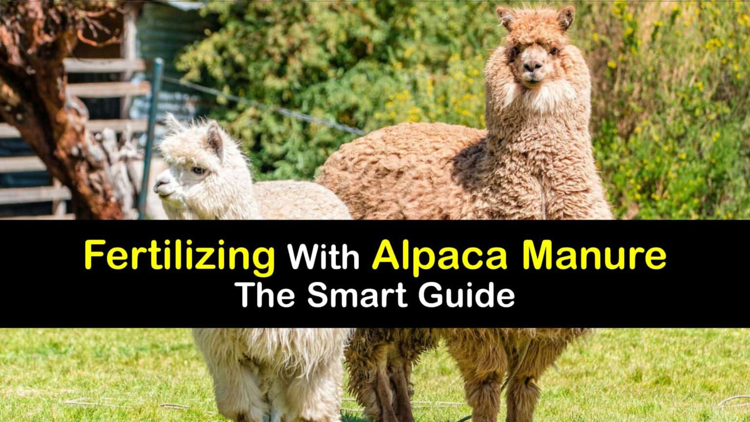 Alpaca Manure Compost Guide to Using Alpaca Poop Fertilizer