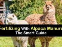 How to Make Alpaca Manure Compost titleimg1
