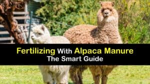 How to Make Alpaca Manure Compost titleimg1