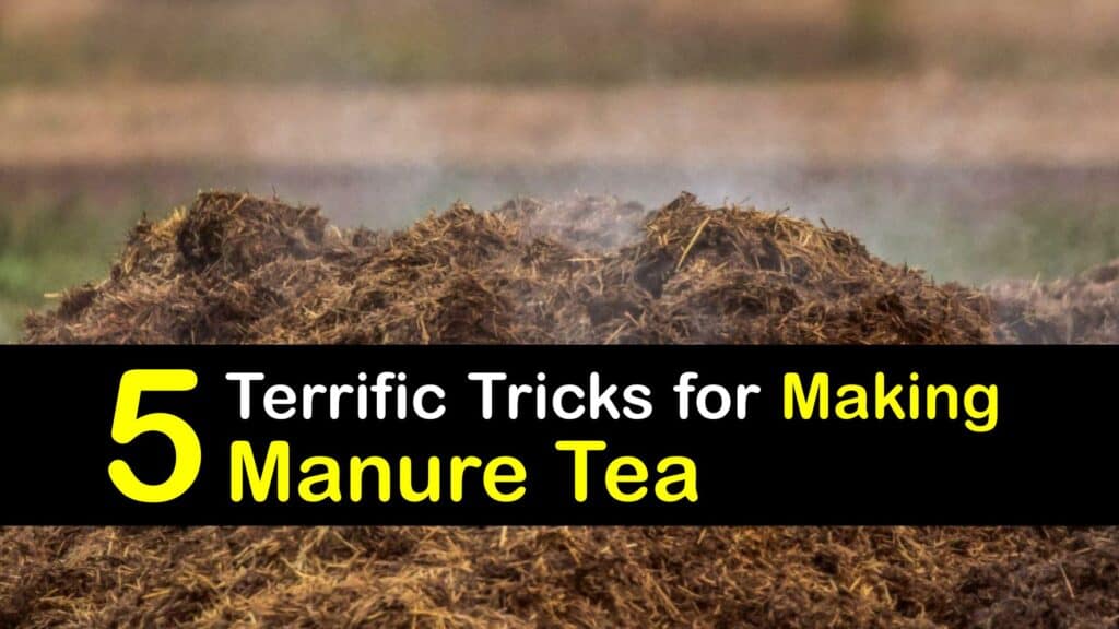 How to Make Manure Tea titleimg1