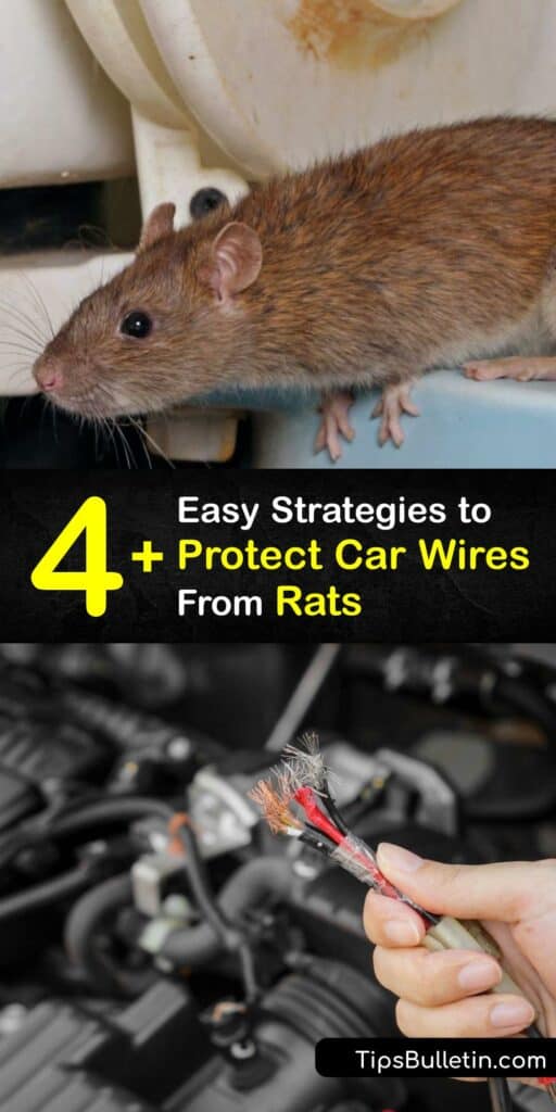 Rats destroy the wire in a car engine, causing extensive rodent damage. Prevent rats from eating car wires with DIY methods. Use a homemade cayenne pepper spray to stop rodents chewing car wires, or seal your engine with wire to prevent rodents from entering. #prevent #rats #eating #car #wires