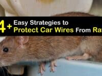 How to Prevent Rats From Eating Car Wires titleimg1