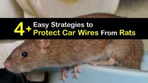 How to Prevent Rats From Eating Car Wires titleimg1