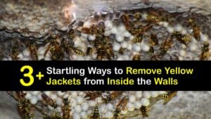 How to Remove Yellow Jackets From Inside a Wall titleimg1
