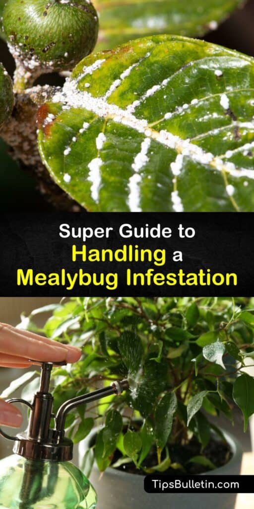 Discover how to prevent a mealybug infestation and save your indoor plant and outdoor plant. The mealy bug is an insect that sucks the juice out of plant leaves and stems - it’s easy to control with Neem oil and the mealybug destroyer. #mealybugs #infestation