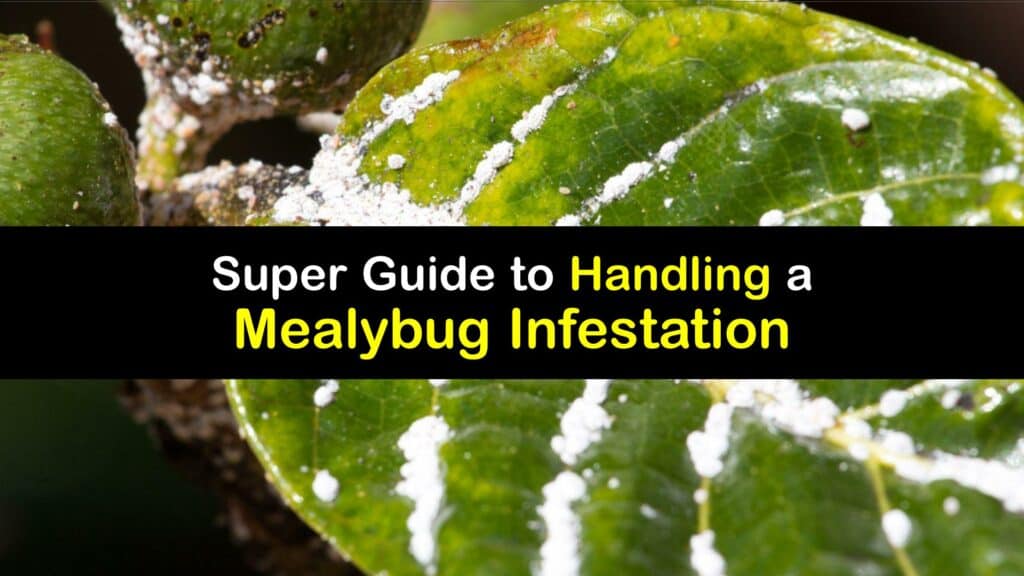 Mealybug Infestation titleimg1