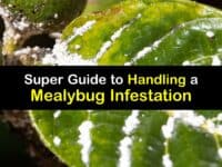 Mealybug Infestation titleimg1