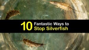 Silverfish Infestation titleimg1