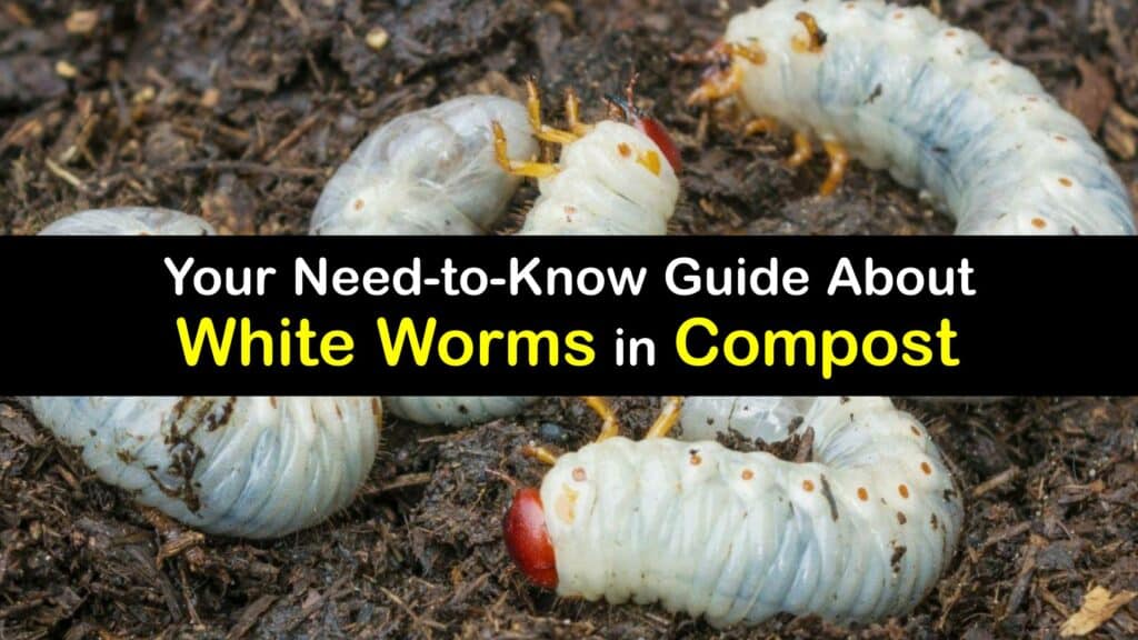Small Clear Worm in Compost titleimg1