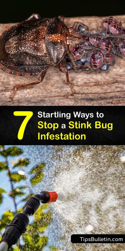 If you live in North America, you need tips to prevent and repel stink bugs. Learn how to get rid of any adult stink bug, including the pesky brown marmorated, with our premiere pest control tips and tricks. #stink #bug #infestation