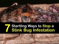 Stink Bug Infestation titleimg1
