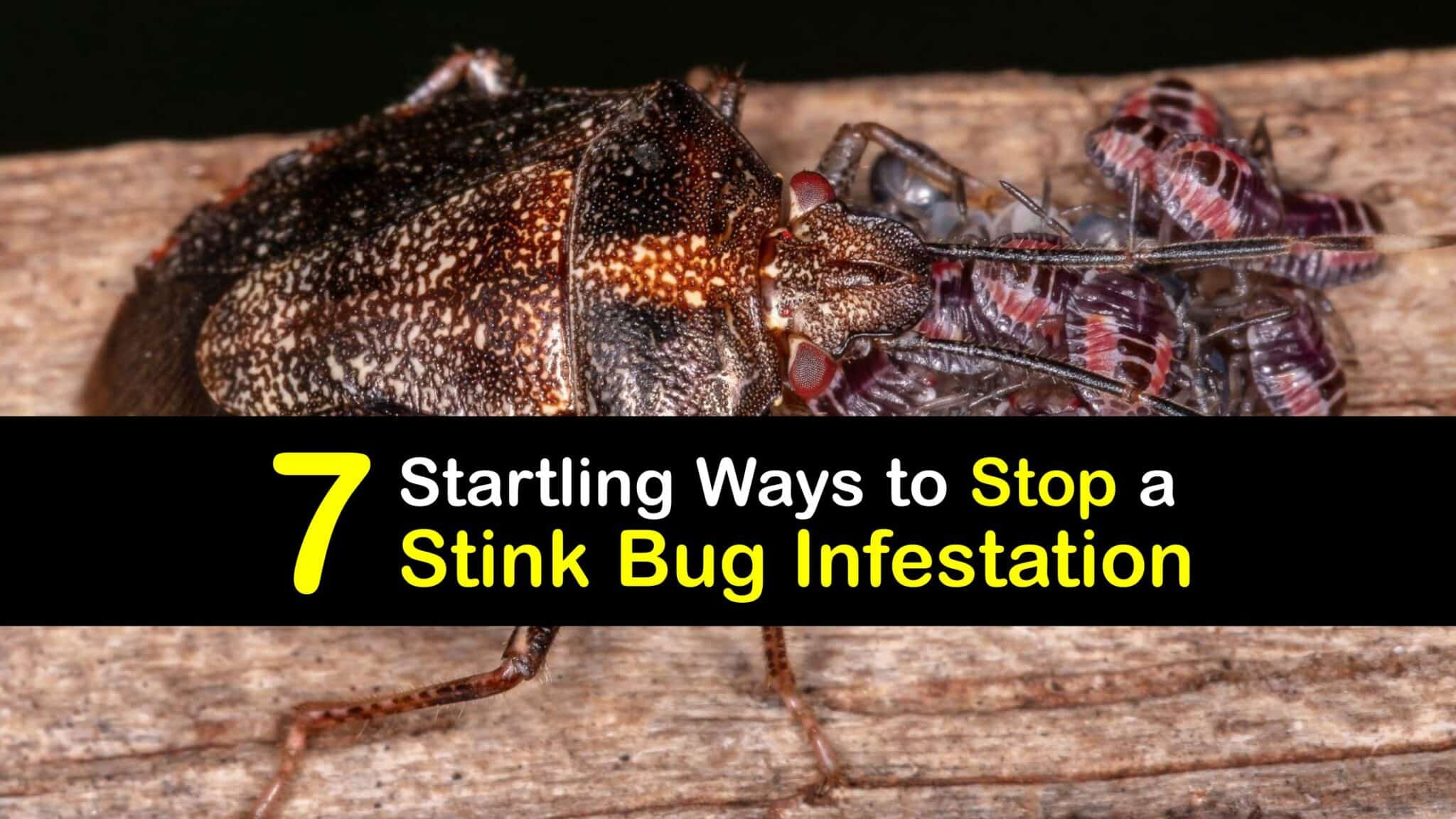 stink bug infestation