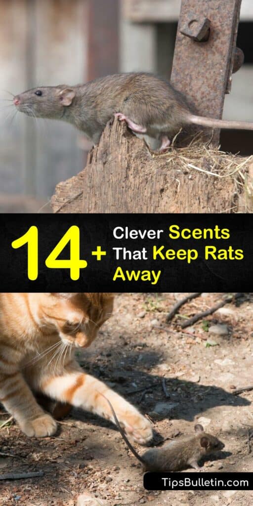Discover how to repel rats from the house and yard with various odors. Rats hate the smell of peppermint essential oil, predators, and Irish Spring soap. Utilizing these scents is safer than setting up a mouse or rat trap. #smells #scents #repel #deter #rats