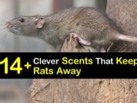 What Scent Will Keep Rats Away titleimg1