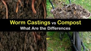 Worm Castings vs Compost titleimg1