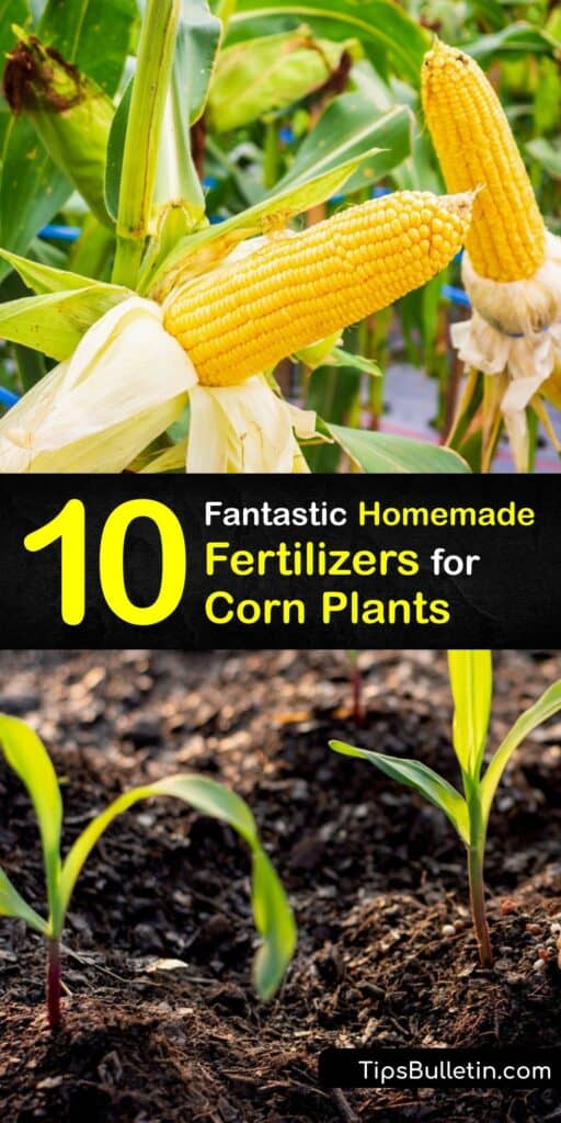 Homemade fertilizer for your sweet corn plant increases its yield. Whether you need starter fertilizer, nitrogen fertilizer, or liquid fertilizer, a DIY option is available. Use chicken manure, wood ash, organic matter, or corn gluten meal to make fertilizer. #homemade #fertilizer #corn