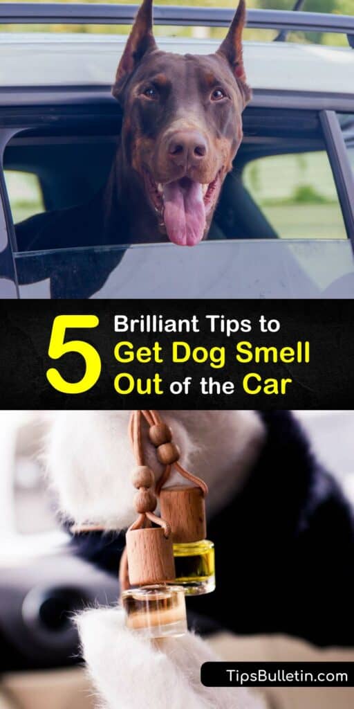 Discover ways to remove a pet stain and dog smell from your car and leave it with a fresh scent. Car odor is unpleasant, whether it’s a urine smell or a wet dog smell. It’s easy to remove with baking soda, white vinegar, and deep cleaning. #howto #remove #dog #smell #car