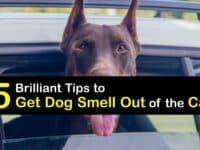 How to Get Dog Smell Out of the Car titleimg1