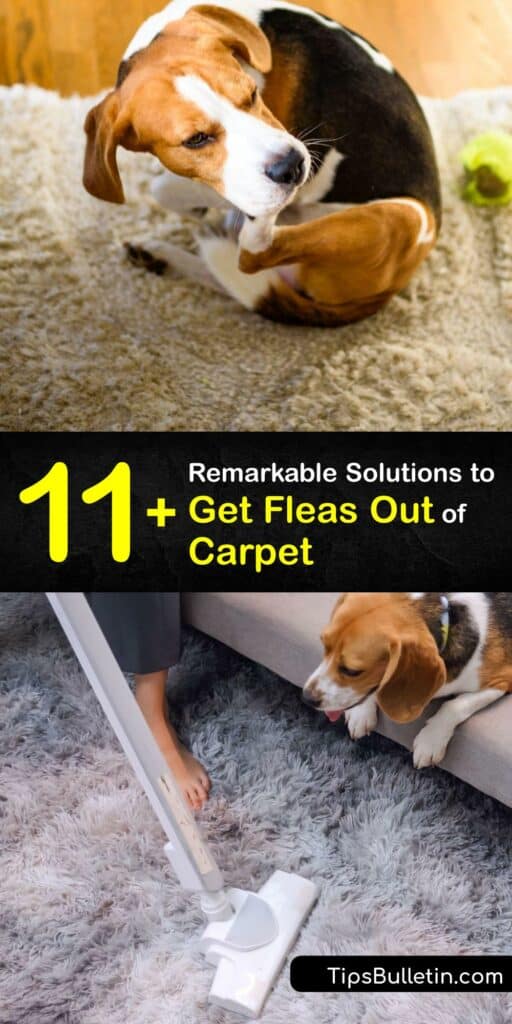If you have a flea infestation, you need pest control for adult fleas and flea eggs fast. There’s no need to waste money on a chemical carpet flea treatment. Avoid flea bites by performing your own flea control with baking soda, lemon juice flea killer, your vacuum, and more. #fleas #remove #carpet