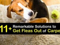 How to Get Fleas Out of Carpet titleimg1