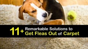 How to Get Fleas Out of Carpet titleimg1