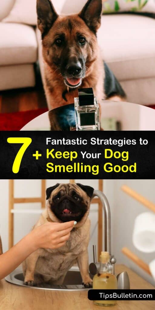Perform dog grooming and keep your pet smelling fresh. Caring for your dogs teeth and regularly checking your dogs ear for infections helps keep your dogs coat clean. Craft your own dry dog shampoo or deodorizer to keep your dogs fur odor free and healthy. #dog #smell #good #without #bath